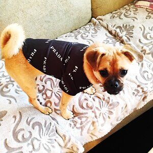 Prada Dog Shirt Size Small